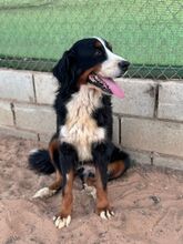 ISIS, Hund, Berner Sennenhund in Spanien - Bild 4