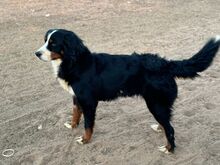 ISIS, Hund, Berner Sennenhund in Spanien - Bild 5