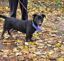 BUCK, Hund, Mischlingshund in Bulgarien - Bild 15