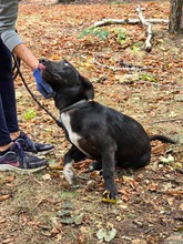 BUCK, Hund, Mischlingshund in Bulgarien - Bild 3