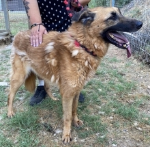 SISSY, Hund, Deutscher Schäferhund in Griechenland - Bild 2