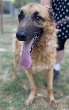 SISSY, Hund, Deutscher Schäferhund in Griechenland - Bild 3