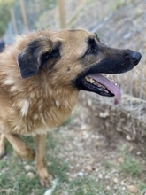 SISSY, Hund, Deutscher Schäferhund in Griechenland - Bild 4