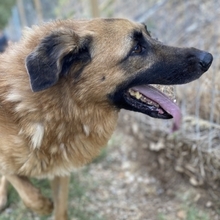 SISSY, Hund, Deutscher Schäferhund in Griechenland - Bild 7