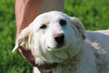 CHESTER, Hund, Dackel-Mix in Rumänien - Bild 2