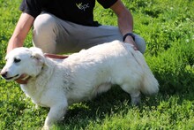 CHESTER, Hund, Dackel-Mix in Rumänien - Bild 3