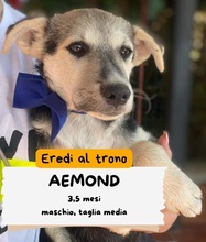 AEMOND, Hund, Mischlingshund in Boxberg