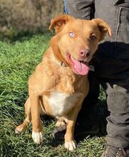 ROXY, Hund, Mischlingshund in Slowakische Republik - Bild 4