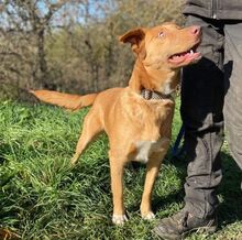 ROXY, Hund, Mischlingshund in Slowakische Republik - Bild 5