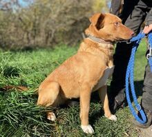 ROXY, Hund, Mischlingshund in Slowakische Republik - Bild 7