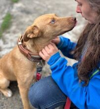 ROXY, Hund, Mischlingshund in Slowakische Republik - Bild 9