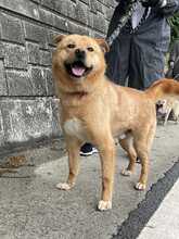 TOFFEE, Hund, Korea Jindo Dog-Mix in Ebstorf - Bild 3