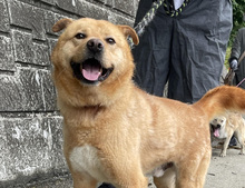 TOFFEE, Hund, Korea Jindo Dog-Mix in Ebstorf - Bild 6