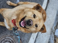 TOFFEE, Hund, Korea Jindo Dog-Mix in Ebstorf - Bild 9