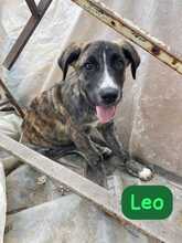 LEO, Hund, Mischlingshund in Italien - Bild 1