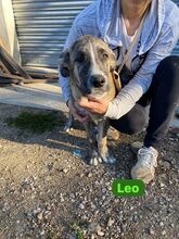 LEO, Hund, Mischlingshund in Italien - Bild 2