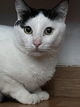 KARLOS, Katze, Europäisch Kurzhaar in Spanien - Bild 5