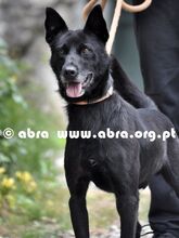 DOGBIE, Hund, Mischlingshund in Portugal - Bild 1