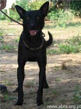 DOGBIE, Hund, Mischlingshund in Portugal - Bild 2
