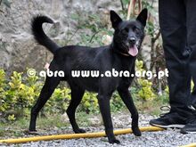 DOGBIE, Hund, Mischlingshund in Portugal - Bild 3