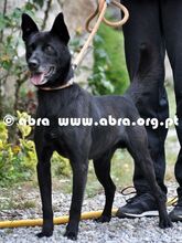DOGBIE, Hund, Mischlingshund in Portugal - Bild 4