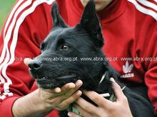 DOGBIE, Hund, Mischlingshund in Portugal - Bild 5