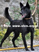 DOGBIE, Hund, Mischlingshund in Portugal - Bild 6