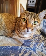CURCUMA, Katze, Europäisch Kurzhaar in Spanien - Bild 8