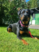 ERWIN, Hund, Rottweiler-Mix in Hamburg - Bild 1