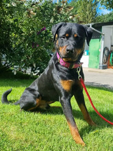 ERWIN, Hund, Rottweiler-Mix in Hamburg - Bild 2