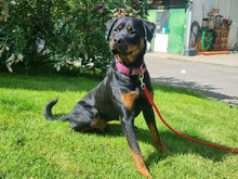 ERWIN, Hund, Rottweiler-Mix in Hamburg - Bild 3