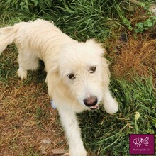 BLANCO, Hund, Hütehund in Rumänien - Bild 3