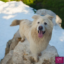 BLANCO, Hund, Hütehund in Rumänien - Bild 4