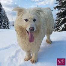 BLANCO, Hund, Hütehund in Rumänien - Bild 5