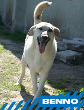 BENNO, Hund, Mischlingshund in Bulgarien - Bild 1