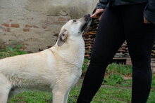 BENNO, Hund, Mischlingshund in Bulgarien - Bild 10