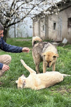 BENNO, Hund, Mischlingshund in Bulgarien - Bild 11