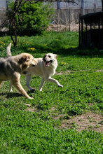 BENNO, Hund, Mischlingshund in Bulgarien - Bild 2