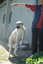 BENNO, Hund, Mischlingshund in Bulgarien - Bild 3