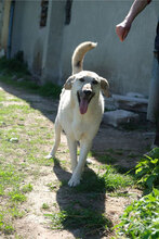 BENNO, Hund, Mischlingshund in Bulgarien - Bild 4