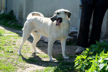 BENNO, Hund, Mischlingshund in Bulgarien - Bild 5