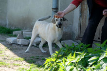 BENNO, Hund, Mischlingshund in Bulgarien - Bild 6