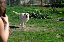 BENNO, Hund, Mischlingshund in Bulgarien - Bild 7