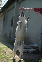 BENNO, Hund, Mischlingshund in Bulgarien - Bild 8