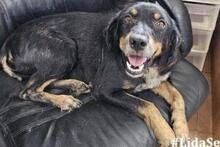 VENERE, Hund, Mischlingshund in Italien - Bild 10