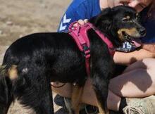 VENERE, Hund, Mischlingshund in Italien - Bild 11
