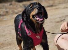 VENERE, Hund, Mischlingshund in Italien - Bild 12