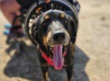 VENERE, Hund, Mischlingshund in Italien - Bild 7
