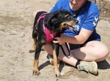 VENERE, Hund, Mischlingshund in Italien - Bild 8