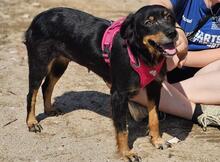 VENERE, Hund, Mischlingshund in Italien - Bild 9
